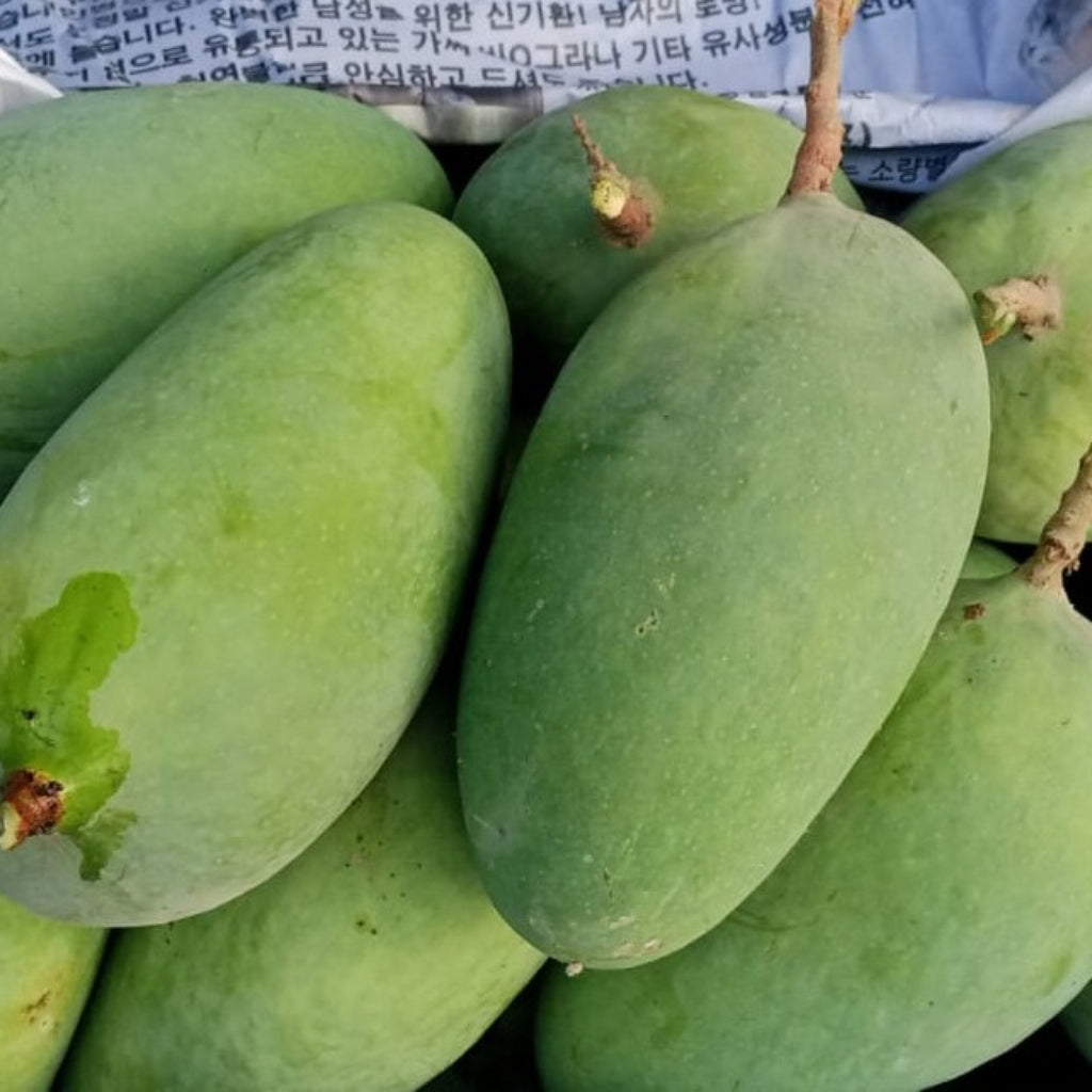 Premium Export Quality Saroli Mangoes — 10KG Box
