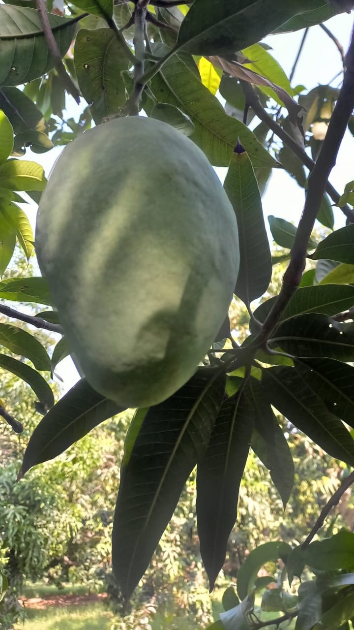 Premium Export Quality Saroli Mangoes — 10KG Box