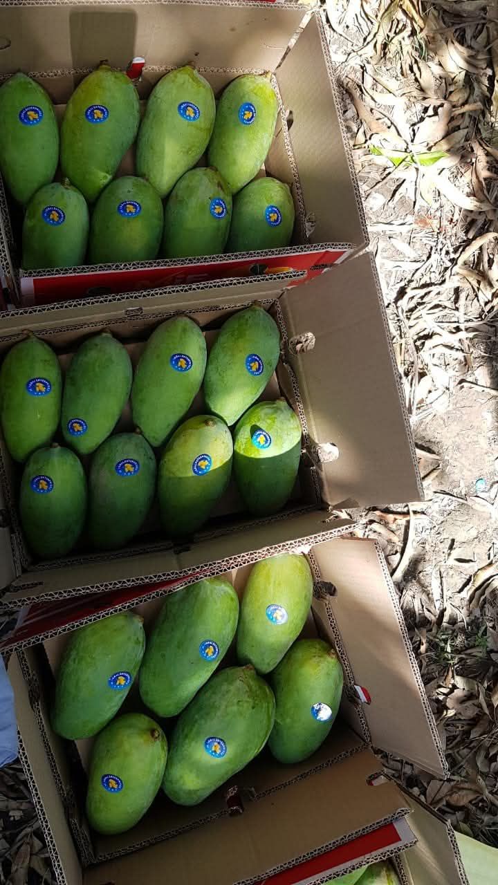 Premium Export Quality Sindhri Mangoes