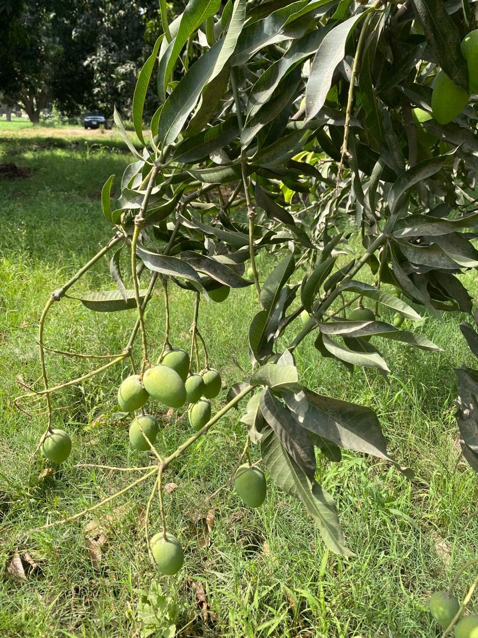 Premium Export Quality Multani Anwar Ratol Mangoes — 10KG Box