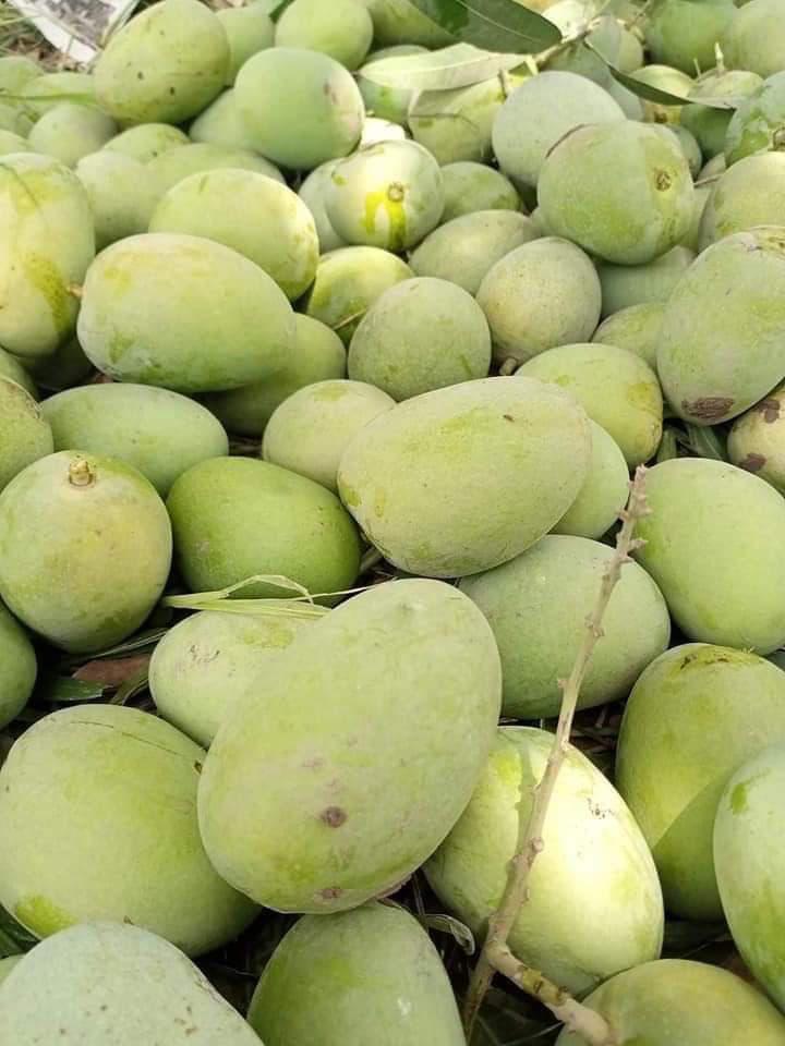 Premium Export Quality Multani Anwar Ratol Mangoes — 10KG Box