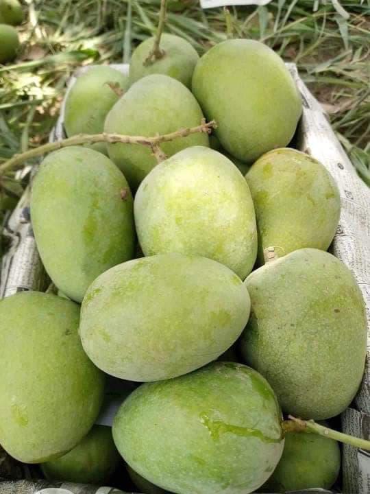 Premium Export Quality Multani Anwar Ratol Mangoes — 10KG Box