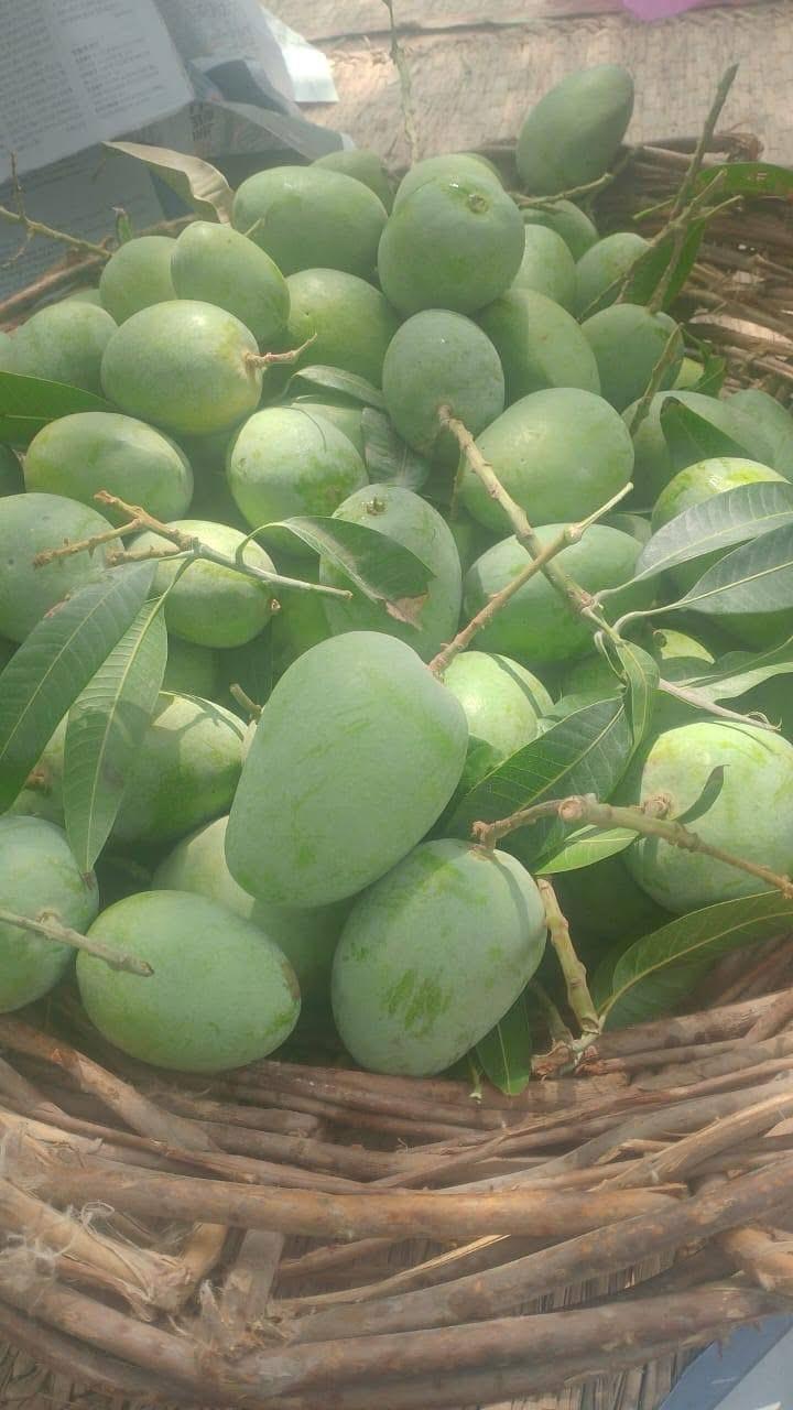 Premium Export Quality Multani Anwar Ratol Mangoes — 10KG Box