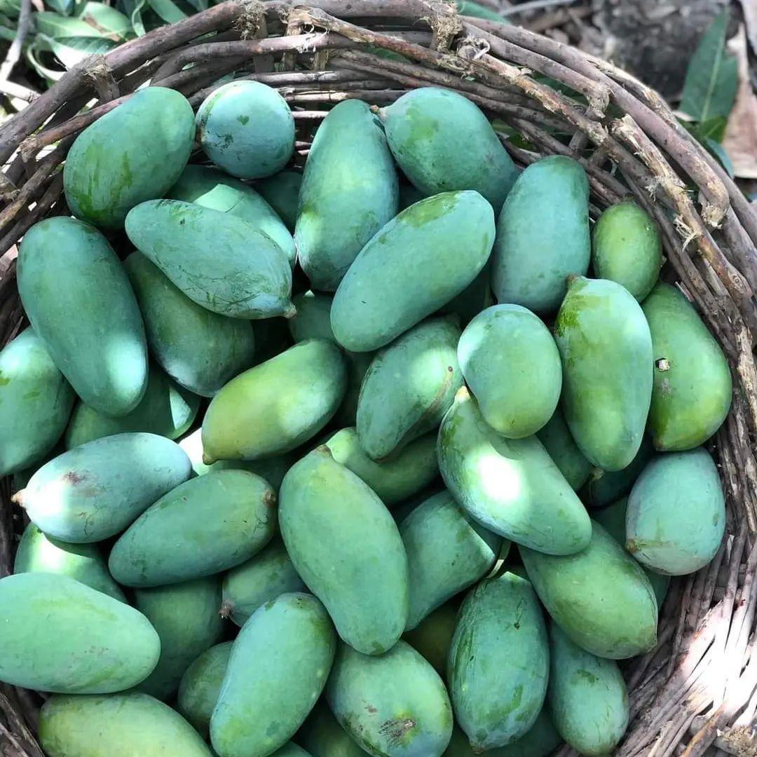 Premium Export Quality Sindhri Mangoes