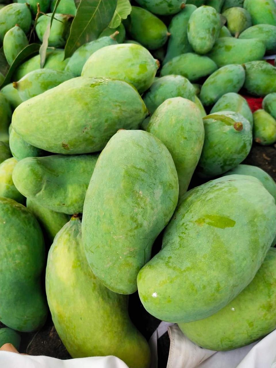 Premium Export Quality Sindhri Mangoes