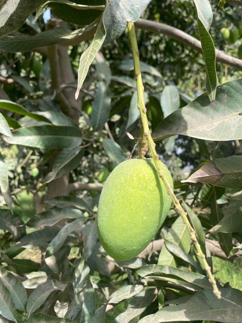 Premium Export Quality Multani Anwar Ratol Mangoes — 10KG Box